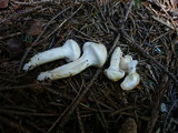 Hygrophorus purpurascens image