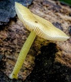 Pluteus pauperculus image