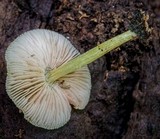 Pluteus pauperculus image