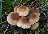 Pholiota terrestris image