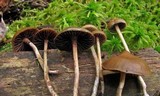Psilocybe fuscofulva image