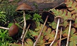 Psilocybe fuscofulva image