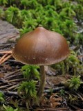Psilocybe fuscofulva image