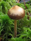 Psilocybe fuscofulva image