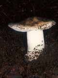 Tricholoma vernaticum image