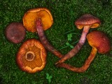 Gymnopilus luteofolius image