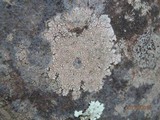 Bellemerea alpina image