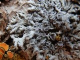 Physcia aipolia image