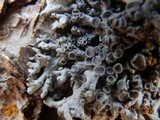 Physcia aipolia image