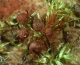Cribraria cancellata var. cancellata image