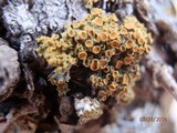 Xanthomendoza montana image