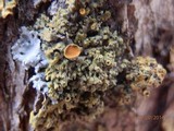Xanthomendoza montana image