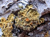 Xanthomendoza montana image