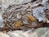 Xanthomendoza montana image