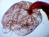 Cribraria cancellata var. cancellata image