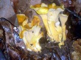 Cantharellus appalachiensis image