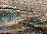 Trichoderma viride image