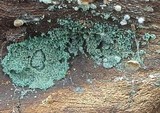 Trichoderma viride image