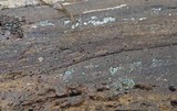 Trichoderma viride image