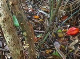 Hypholoma subviride image