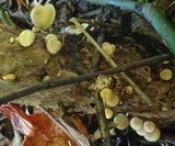 Hypholoma subviride image