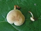 Hypholoma subviride image