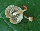 Hypholoma subviride image