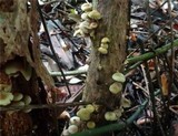 Hypholoma subviride image