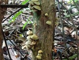 Hypholoma subviride image