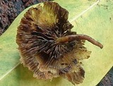 Hypholoma subviride image