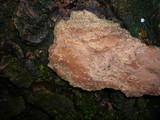 Hymenochaete carpatica image