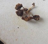 Hypholoma subviride image