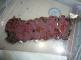 Hymenochaete cruenta image