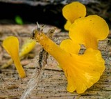 Dacryopinax spathularia image