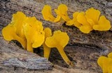 Dacryopinax spathularia image
