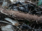 Pseudochaete tabacina image