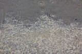 Clitocybe salmonilamella image
