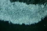Clitocybe salmonilamella image