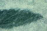 Clitocybe salmonilamella image
