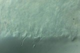 Clitocybe salmonilamella image