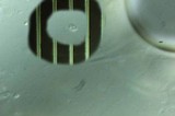 Clitocybe salmonilamella image