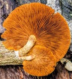Gymnopilus ferruginosus image