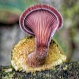 Lentinus strigosus image