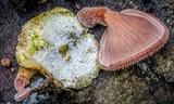 Panus neostrigosus image