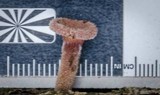 Panus neostrigosus image