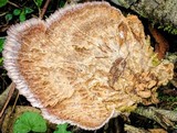 Cymatoderma elegans image