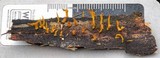 Calocera cornea image