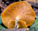 Polyporus leptocephalus image