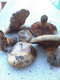 Paxillus involutus image