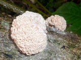 Xylocoremium flabelliforme image